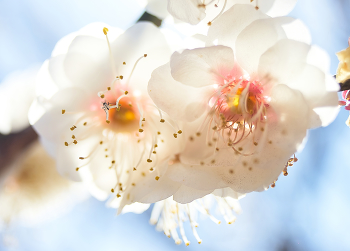 Cherry blossom / ***