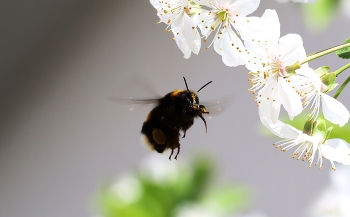 Flight of the Bumblebee / ***