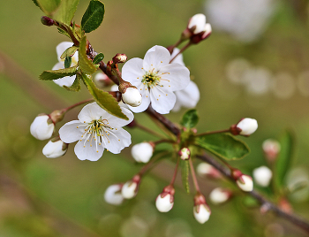 Cherry blossoms / ***