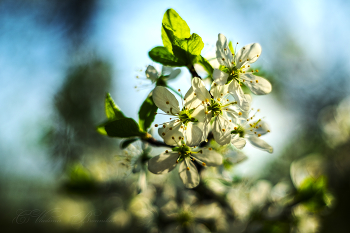 Flowering cherry / ***