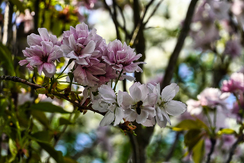 Cherry blossom / ***