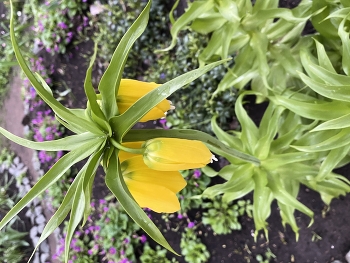Spring flowers / ***