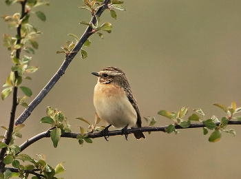 Whinchat / ***