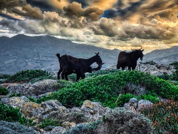 Cavalleria - cabres - Menorca (Balears) / Cavalleria - cabres - Menorca (Balears)