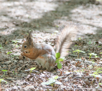 Squirrel / ***