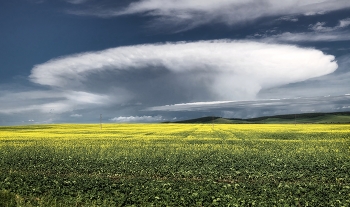 Rapeseed field / ***