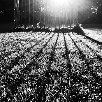 Through thorns / ***