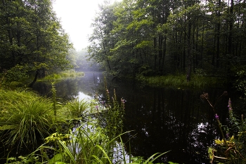 Overcast morning / ***