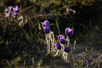 Pasque-flower / ***