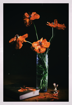 Poppies / ***