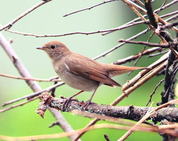 Nightingale / ***