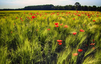 Poppies / ***