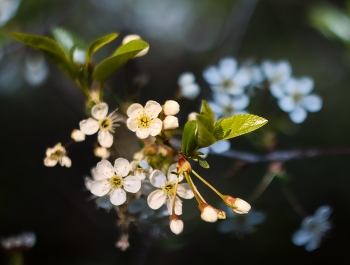 Macro / ***