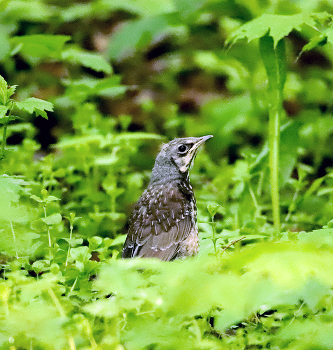 In forest / ***