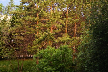 Before the sunset / ***