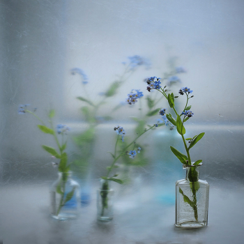 With the forget-me ... / ...............................