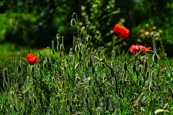 Poppy time / ***