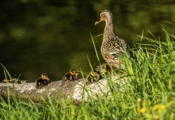Family / ***