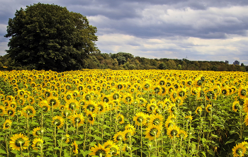 Sunflowers / ***