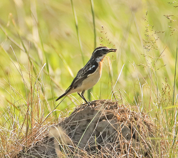 Whinchat / ***