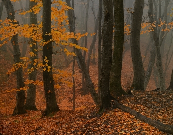 Sunrise over the river / ***