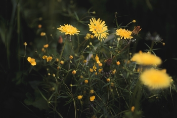 Dandelion mood / ***