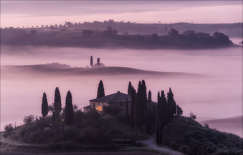 Purple haze / ***