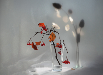 Autumn light / ***