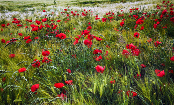 Poppies / ***