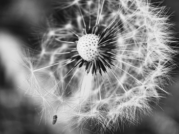 Taraxacum / ***