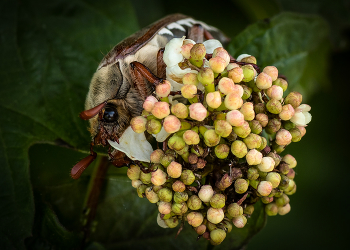 Bouquet for Valentine / ***