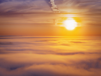 Sunrise in the forest / ***