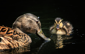 Mother and Child / ***