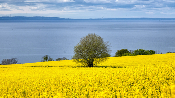  / Rapsfeld mit Baum