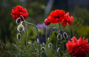 scarlet poppies / ***