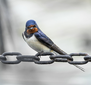 Nothing to Lose / ***