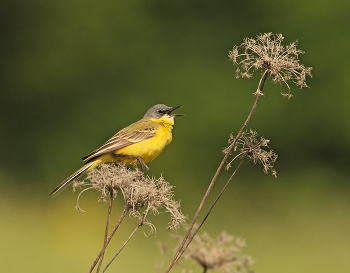 Yellow Wagtail / ***
