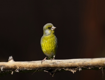 Yellow Wagtail / ***
