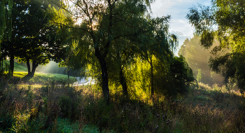 Morning in the park. / ***