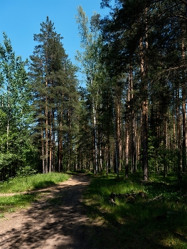 Landscape / ***