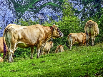 Amieva - La Cuenca del Dobra - Astúries / Amieva - La Cuenca del Dobra - Astúries