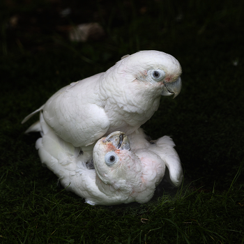 Basic Instinct / ***