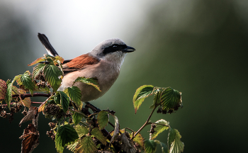 Red-backed shrike / ***