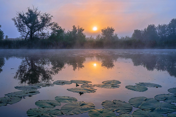 Summer morning. / ***