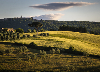 Evening light / ***