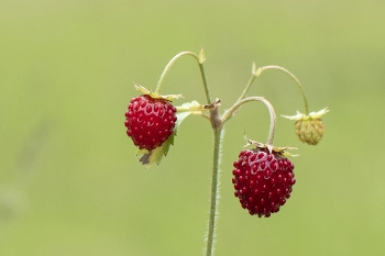 Strawberry / ***
