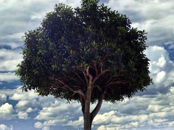 Cambrils - Ficus a la platja de la Llosa - Baix Camp / Cambrils - Ficus a la platja de la Llosa - Baix Camp