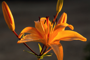 Evening / ***