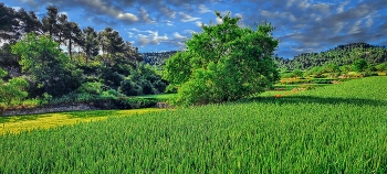 Els Omells de Na Gaià - camps sembrats - L'Urgell / Els Omells de Na Gaià - camps sembrats - L'Urgell