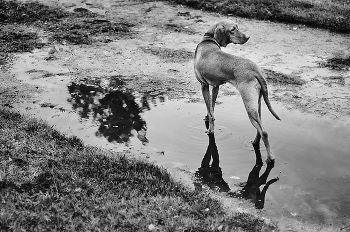 On the hunt / ***
